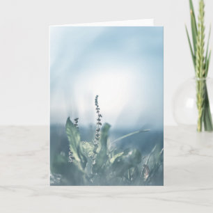 Sorrel Plant Nature Photo Karte