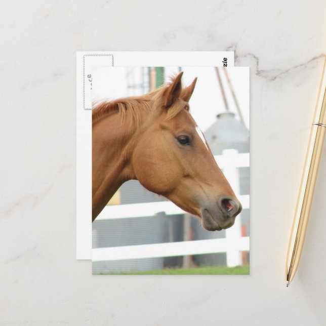 Sorrel Young Gelding Postkarte (Vorderseite/Rückseite Beispiel)