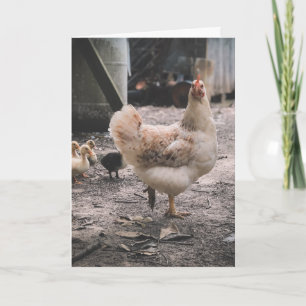 Sorry for being such a chook karte