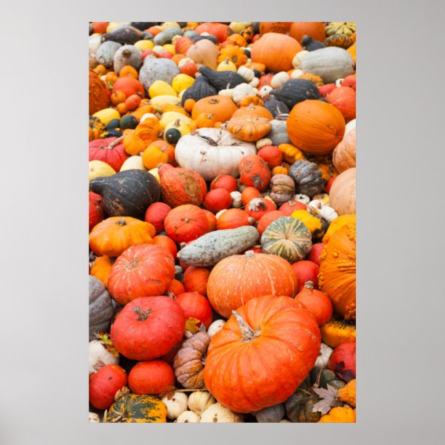 Sorte zum Verkauf angebotener Squash, Deutschland Poster (Vorne)