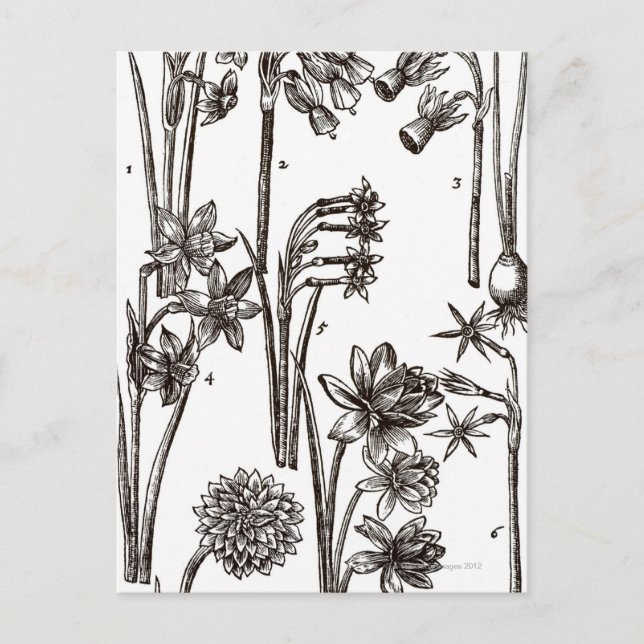 Sorten von Jonquils Postkarte (Vorderseite)