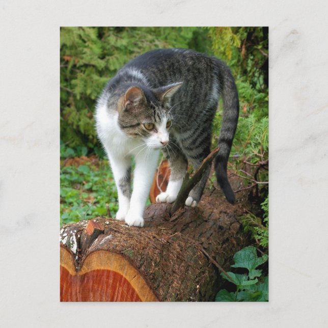 Sortez sur une promenade en chat - Carte postale K (Devant)