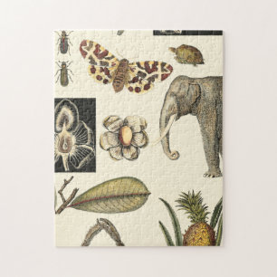 Sortierte Tiere gemalt auf Sahnehintergrund