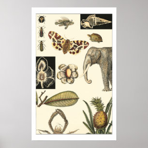 Sortierte Tiere gemalt auf Sahnehintergrund Poster