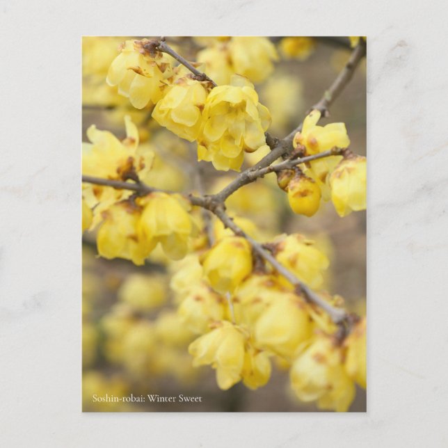 Soshin-robai: Wintersüß [Postkarte] Postkarte (Vorderseite)