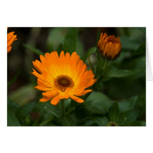 Souci orange   Orangefarbene Ringelblume