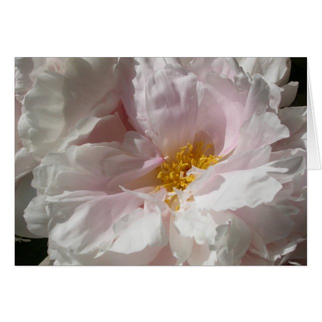 Soulagé (Vorderseite (Horizontal))