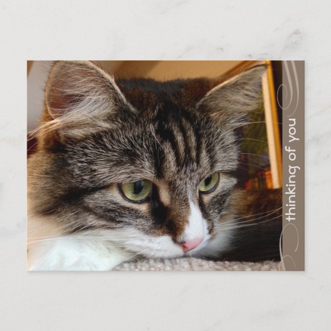 Soulful Siberian Penser de vous carte postale (Devant)