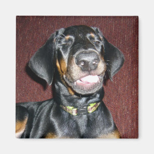 Souriant Doberman Pinscher Puppy Magnet