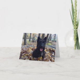 Souriez c'est la carte d'automne