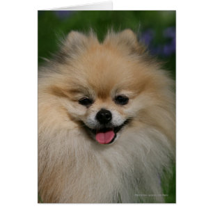 Sourire de Pomeranian
