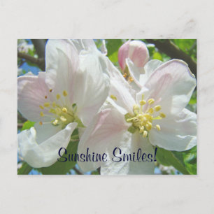 Sourires de soleil ! Cartes postales personnalisée