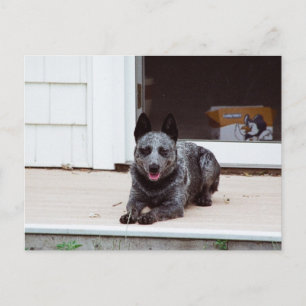 Souris la carte postale de l'Heeler bleu