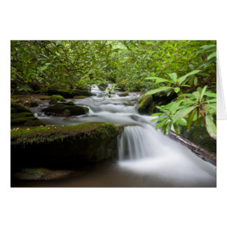 Sous la carte Rhododendrons