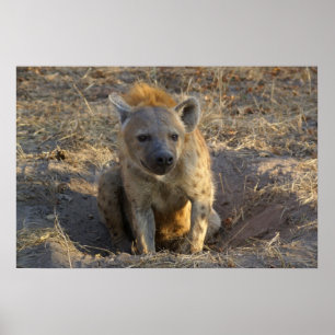 South African Hyena Poster