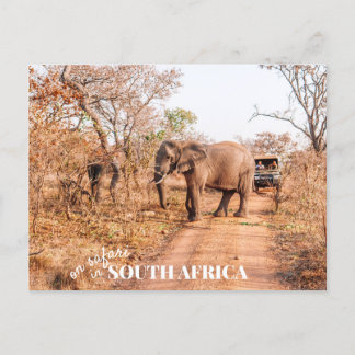 South African Safari Postkarte