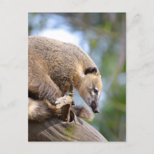 South American Coati sur la carte postale