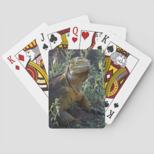 South American Green Iguana Spielkarten
