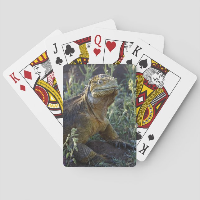 South American Green Iguana Spielkarten (Rückseite)