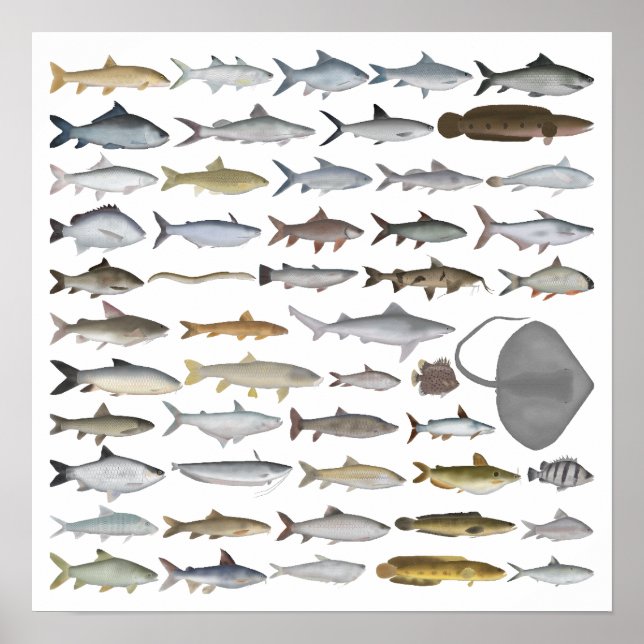 South Asia Freshwater Fish Group Poster (Vorne)
