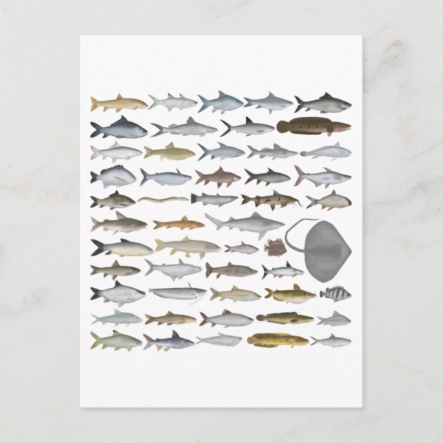 South Asia Freshwater Fish Group Postkarte (Vorderseite)