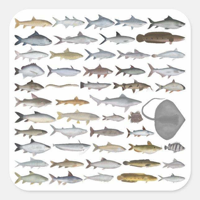 South Asia Freshwater Fish Group Quadratischer Aufkleber (Vorderseite)