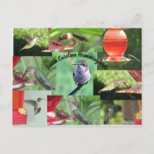 South Carolina Hummingbirds