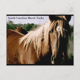 South Carolina Marsh Tacky Postkarte