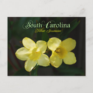South Carolina Staat Blume: Gelbes Jessamin Postkarte