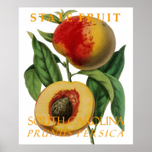 South Carolina Territorium Obst: Der Pfirsich Poster