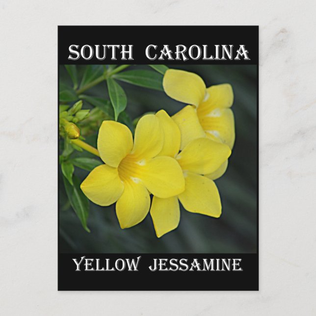 South Carolina Yellow Jessamin Postkarte (Vorderseite)