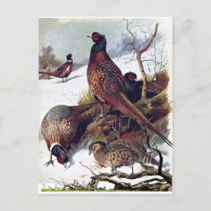 South-Dakota-Fasan-Vintage-Postkarte Ankündigungspostkarte