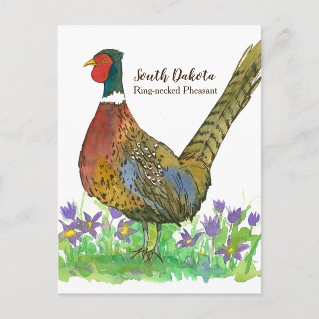 South Dakota Ring Necked Pheasant Pasque Blume Postkarte (Vorderseite)