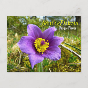 South Dakota Staat Blume: Pasque-Blume Postkarte