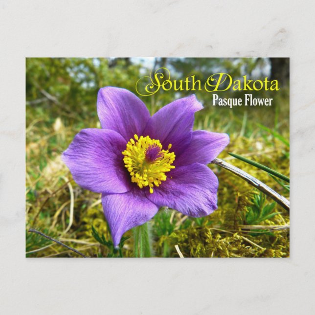 South Dakota Staat Blume: Pasque Blume Postkarte (Vorderseite)