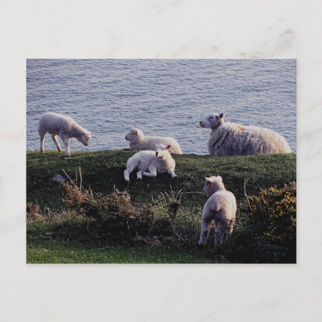 South Devon Sheep and Lambs on Remote Coastline Postkarte (Vorderseite)