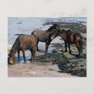 South Devon Three Dartmoor Ponies spielen am Stran Postkarte