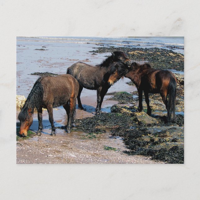 South Devon Three Dartmoor Ponies spielen am Stran Postkarte (Vorderseite)