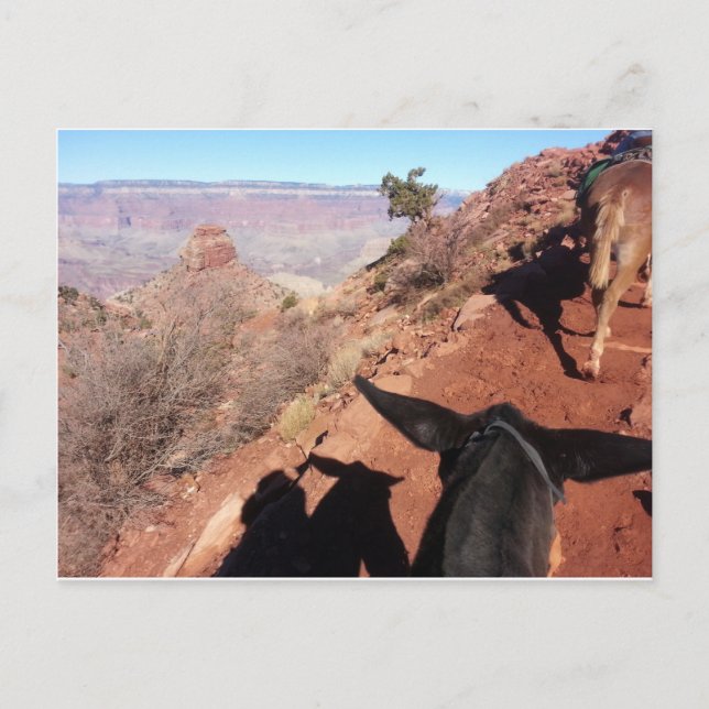 South Kiabab Grand Canyon Nationalpark Mule Ride Postkarte (Vorderseite)