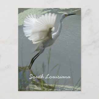 South Louisiana Postkarte