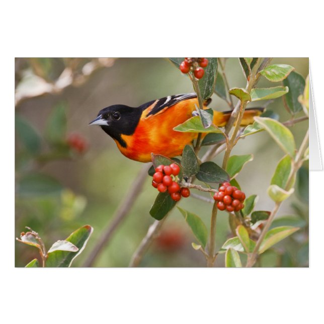 South Padre Island, Texas, USA, Baltimore Oriole (Vorderseite (Horizontal))