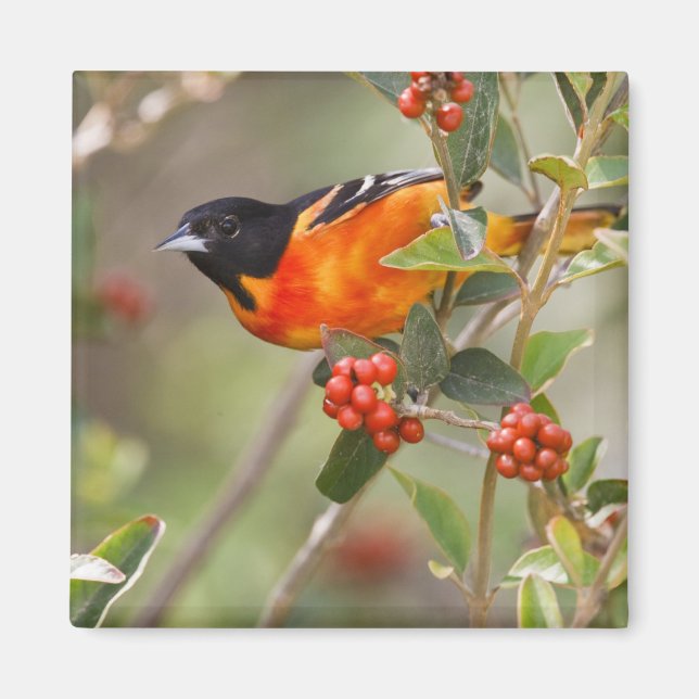 South Padre Island, Texas, USA, Baltimore Oriole Magnet (Vorne)