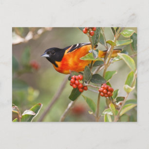 South Padre Island, Texas, USA, Baltimore-Trillvog Postkarte