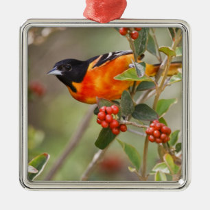 South Padre Island, Texas, USA, Baltimore-Trillvog Silbernes Ornament