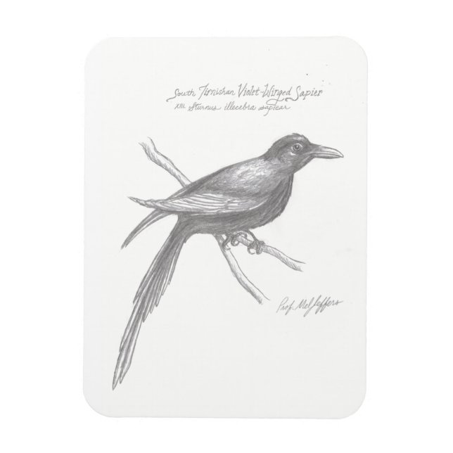 South Tirnishan Violet-Winged Sapier Magnet (Vertikal)