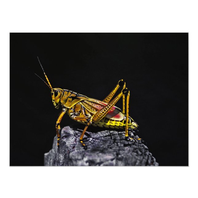 Southeastern Lubber Grasshopper. Fotodruck (Vorne)