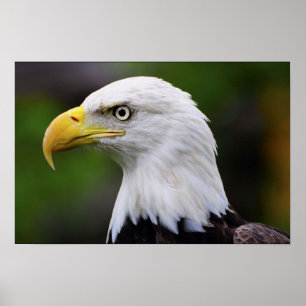 Southern Bald Eagle Print Poster