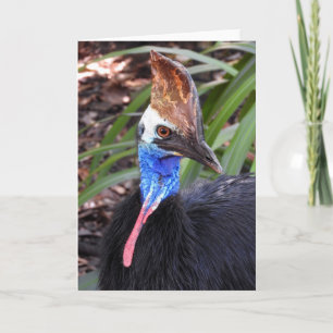 Southern Cassowary Karte