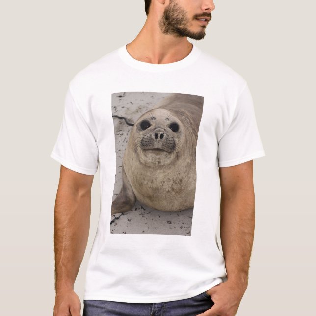 Southern Elephant Siegel Mirounga leonina) T-Shirt (Vorderseite)