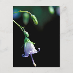 Southern Harebell Postkarte